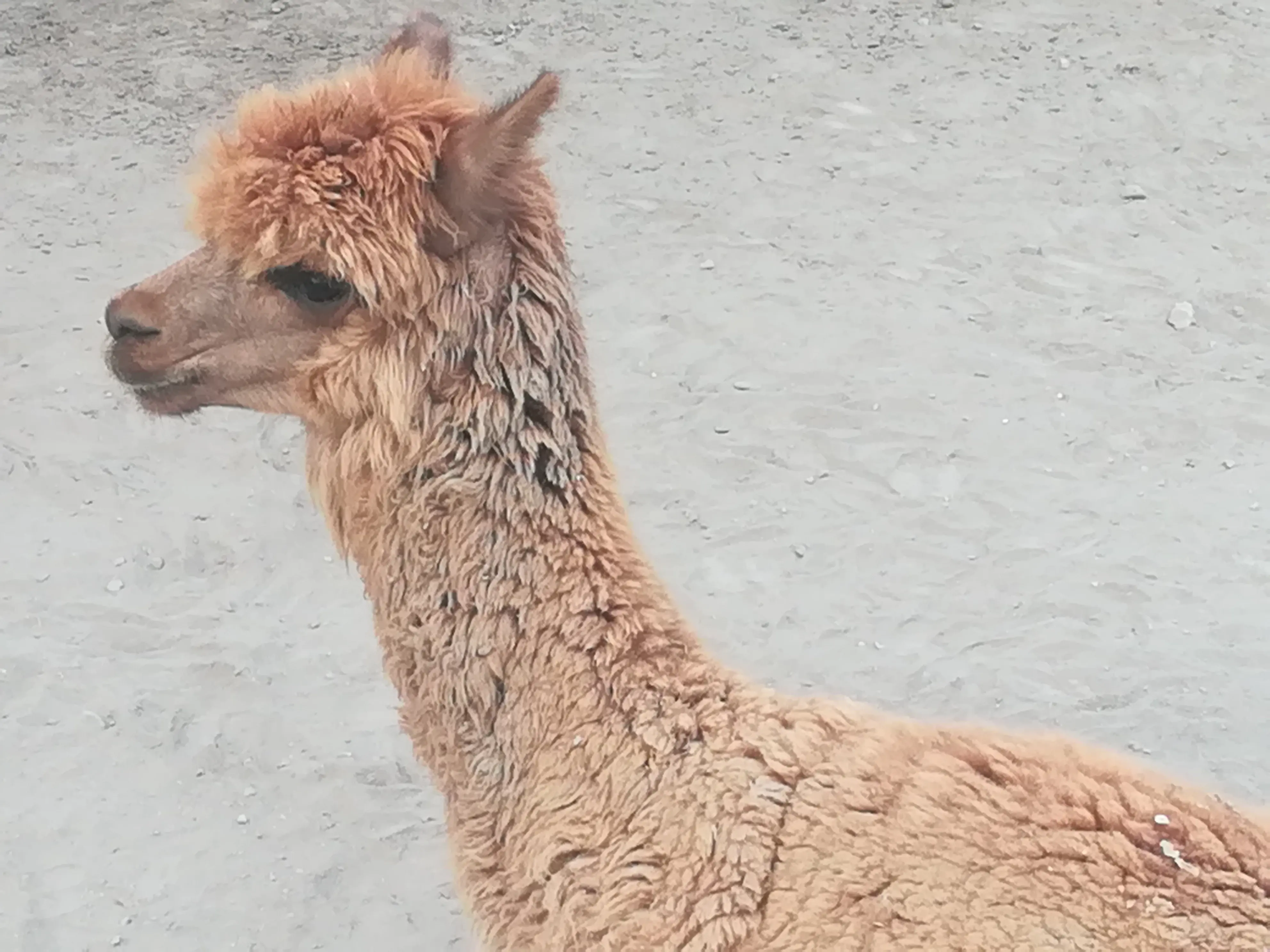 &Fotowelt - Säugetiere